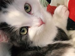 -纳吉亚猫专科动物医院·北北分院