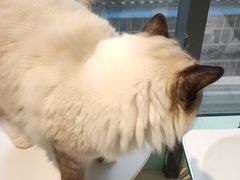 -怪兽屋·羊驼·猫咖·狗咖(俊华广场店)