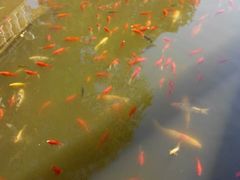-龚家花园农家乐休闲别墅