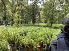 -野蔓果·山野菜(西湖景区·龙井茶田店)