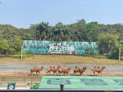-深圳野生动物园
