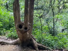 -上海佘山国家森林公园天马山园