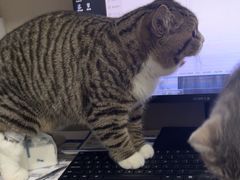 -四月宠物医院·猫专科·心脏专科·内科(转塘店)