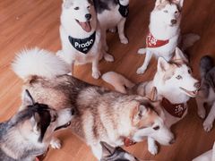 -Husky Go! 哈士奇体验馆·宠物咖啡厅狗咖