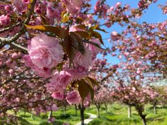 -天王浮山樱花园