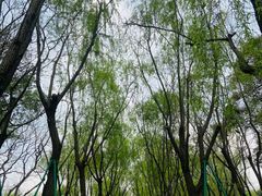 -柳浪闻莺公园