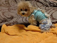 -北京观赏动物医院·24小时大型综合·猫专科·异宠专科