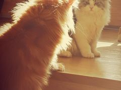 -猫腻·猫咖·撸猫馆(星光大道店)