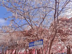 -高东镇樱花园