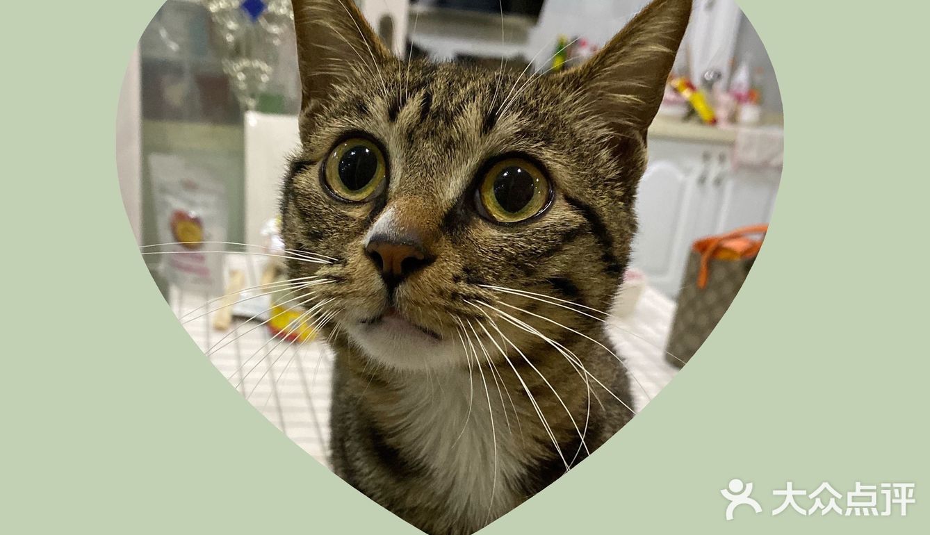 收养的流浪猫，真是越来越可爱，越看越好看