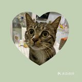 收养的流浪猫，真是越来越可爱，越看越好看