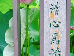 -陈家山荷花公园