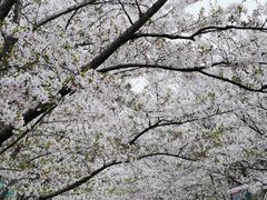 -高东镇樱花园