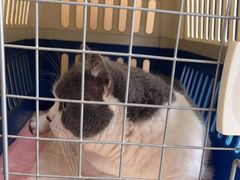 -瑞派康怡24h宠物医院·犬猫医疗中心·微创绝育(瑞景分院)