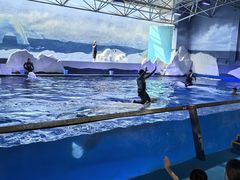 -秦皇岛乐岛海洋王国