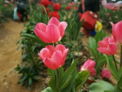 -松山湖梦幻百花洲
