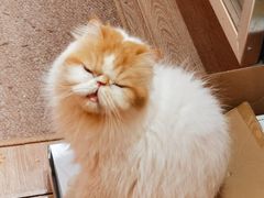 -有猫主题·治愈系猫咖(曾厝垵店)