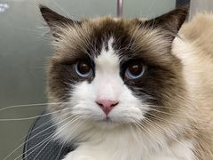 -PETKIT小佩宠物·低压洗护(国顺东路店)