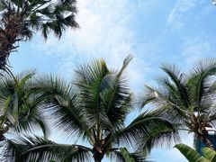 -西双版纳原始森林公园