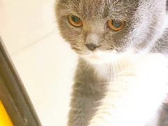 -艾吉宠物医院·疑难杂症转诊中心·猫友好(碧江路院)