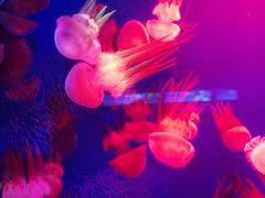 -皇家极地海洋世界-售票处