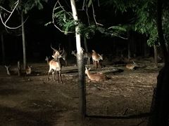 -清迈夜间动物园