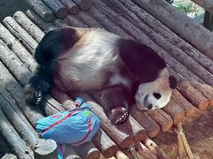 -大连森林动物园