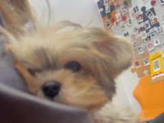 -翊宠yipet猫狗购宠庄园犬舍•猫舍