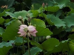 -荔湾湖公园