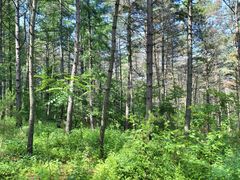 -帽儿山国家森林公园