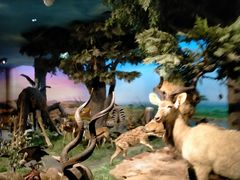 -国家自然博物馆