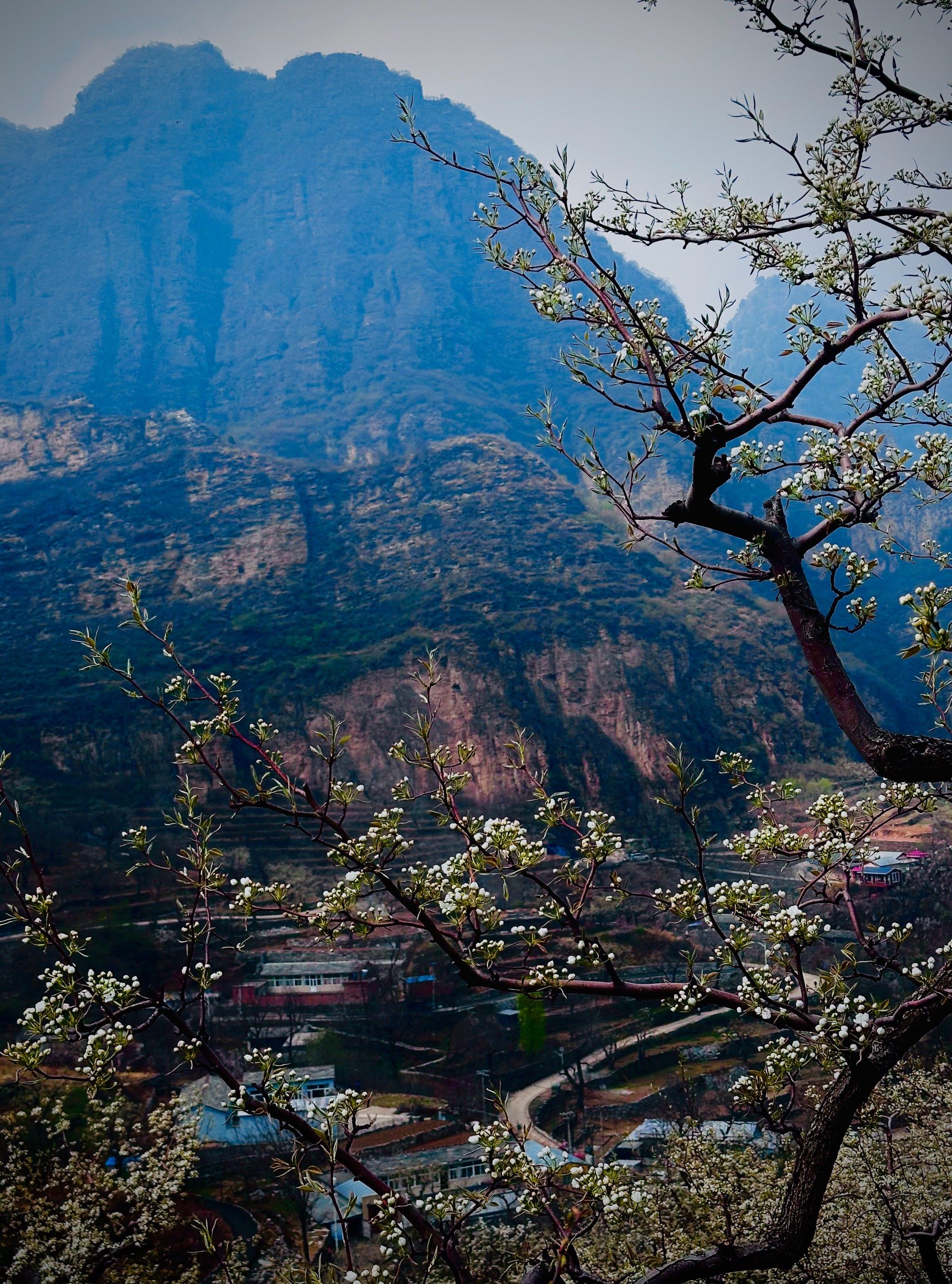 98五一徒步大滩霞云岭05梯田错落,山花浪漫