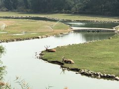 -北京麋鹿生态实验中心