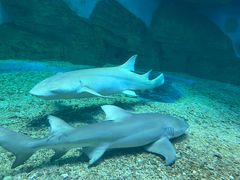 -泉城欧乐堡海洋极地世界