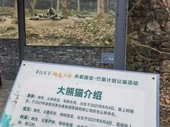 -都江堰中华大熊猫苑