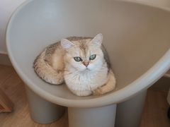 -有喵·猫咖·狗咖·30几只猫10只小狗(岗厦店)