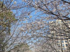 -高东镇樱花园