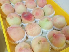 -老袁家蜜桃农场·阳山水蜜桃