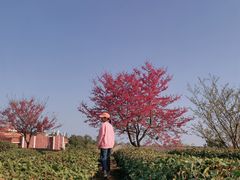 -锄山村