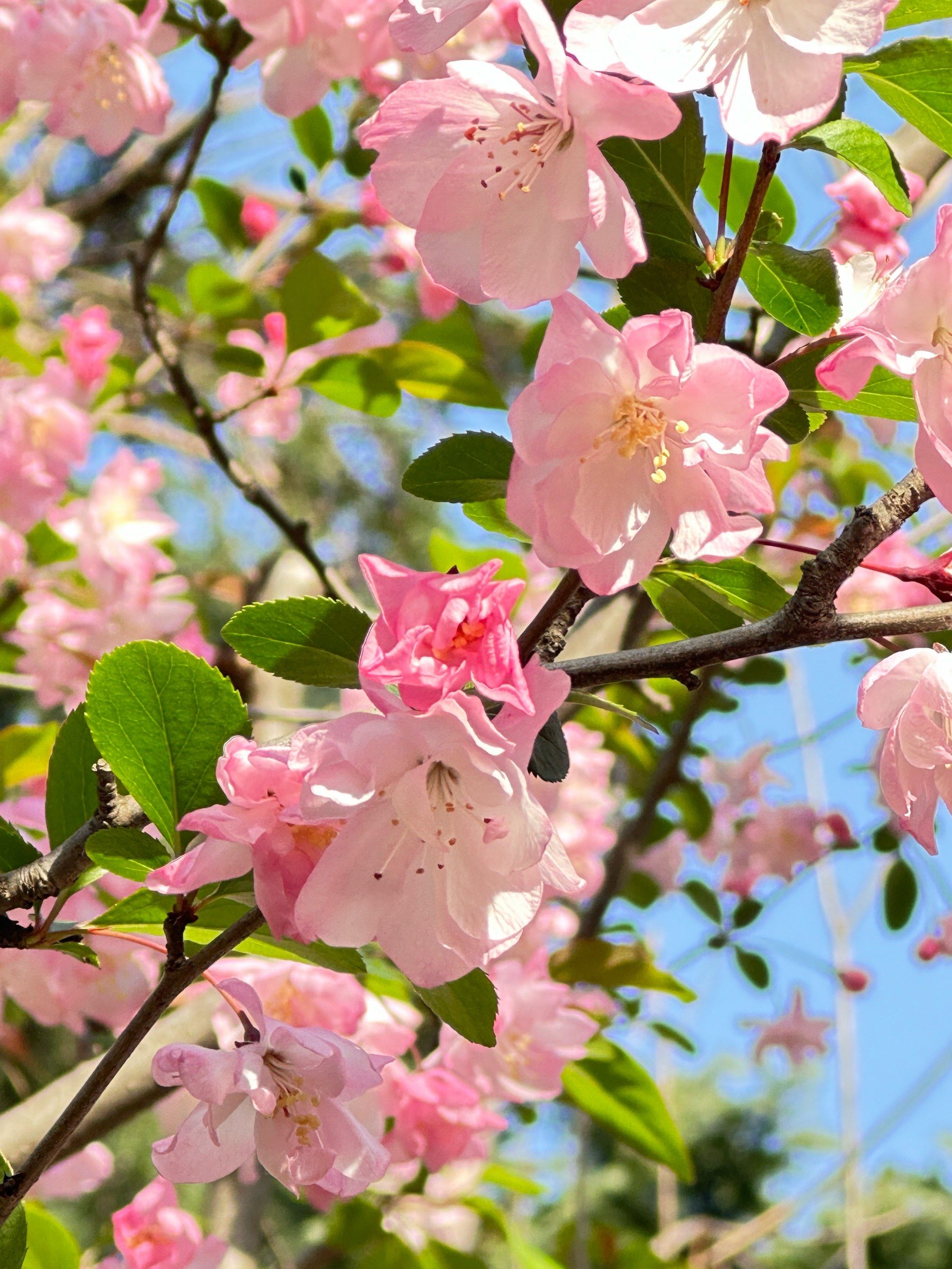 人民公园的垂丝海棠进入了最佳观赏期