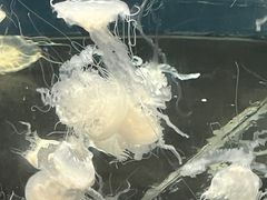 -重庆欢乐海底世界