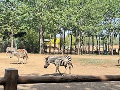 -大连森林动物园