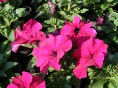 -哈尔滨文化公园