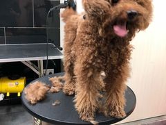 -小尾巴宠物店(万科·金域华庭店)