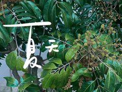 -满記土窑烧鷄波浪山莊