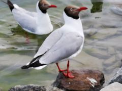 -青海湖国家重点风景名胜区