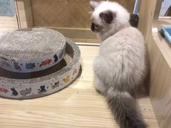 -屋虎猫馆(宝安大仟里店)