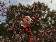 -无锡梅园公园