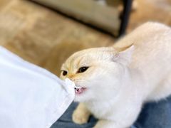 -猫咪博物馆(顶澳仔猫街店)