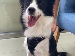 -宠颐生·恒爱宠物医院(静海店)